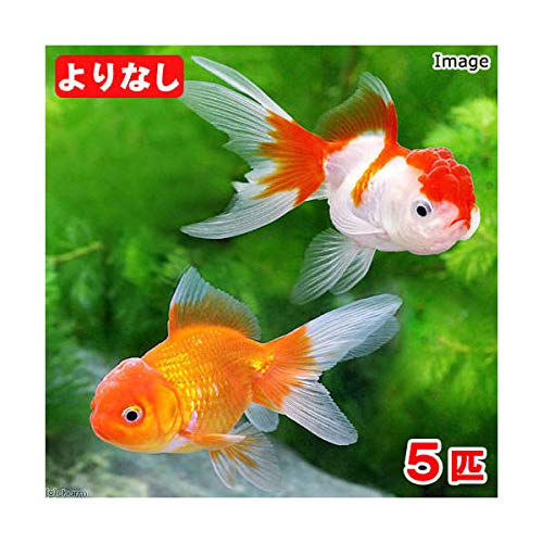 Amazon | (国産金魚)よりなし(無選別)オランダ獅子頭 素赤~更紗 Amazon | (国産金魚)よりなし(無選別)オランダ獅子頭 素赤~更紗